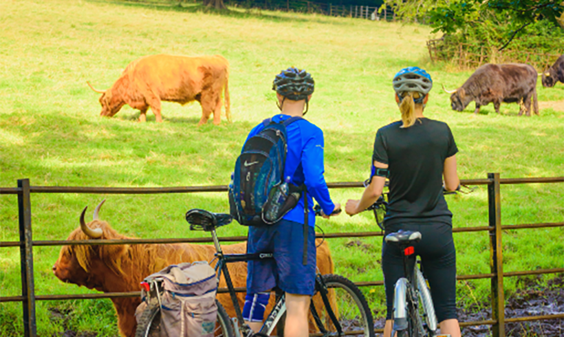 Two people with bikes stopped in front of a field with Highland cows.
